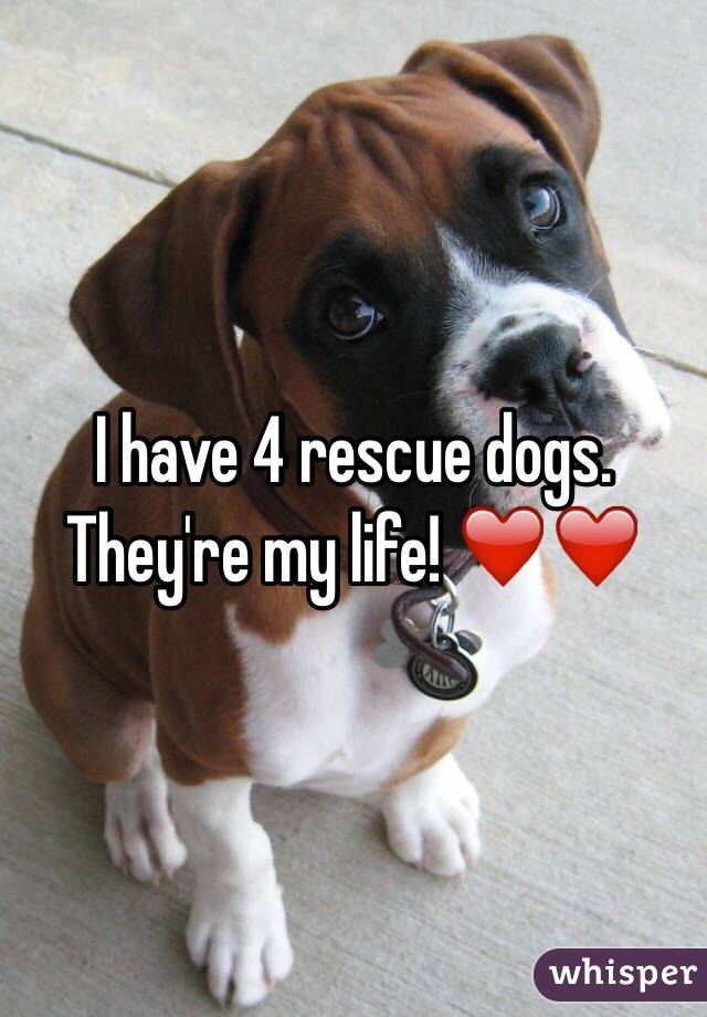 I have 4 rescue dogs. They're my life! ❤️❤️