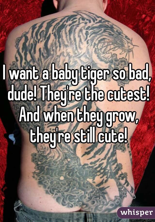 I want a baby tiger so bad, dude! They're the cutest! And when they grow, they're still cute!