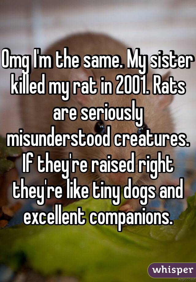 Omg I'm the same. My sister killed my rat in 2001. Rats are seriously misunderstood creatures. If they're raised right they're like tiny dogs and excellent companions.