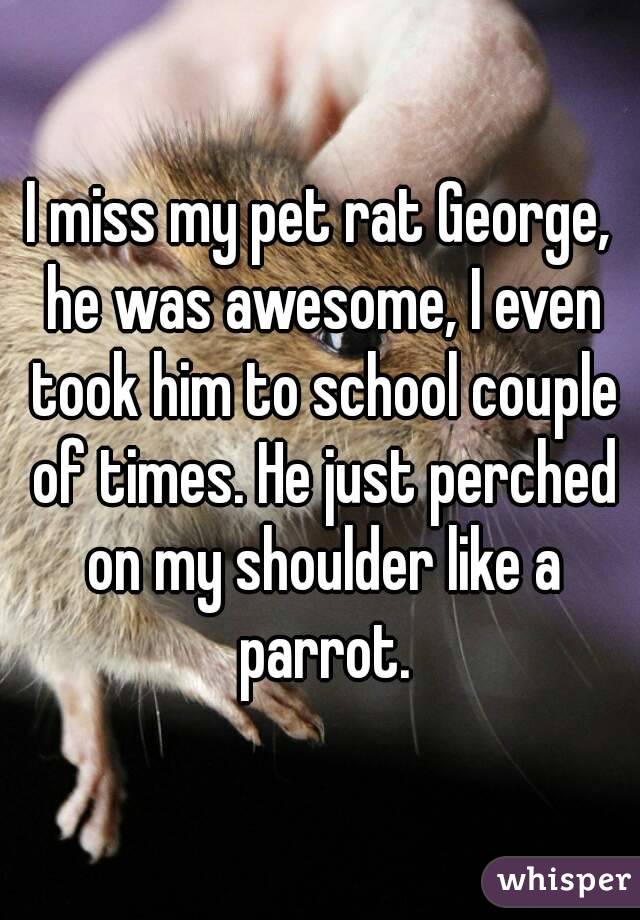 I miss my pet rat George, he was awesome, I even took him to school couple of times. He just perched on my shoulder like a parrot.
