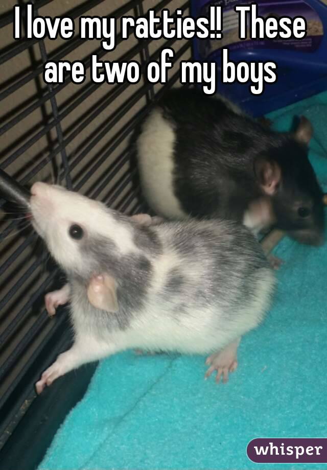 I love my ratties!!  These are two of my boys 