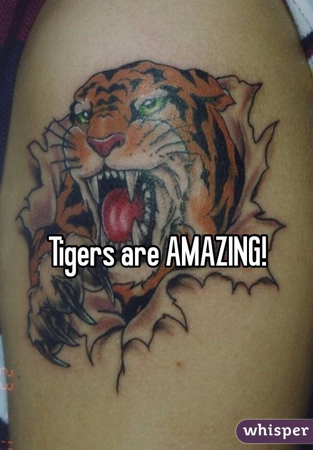 Tigers are AMAZING!