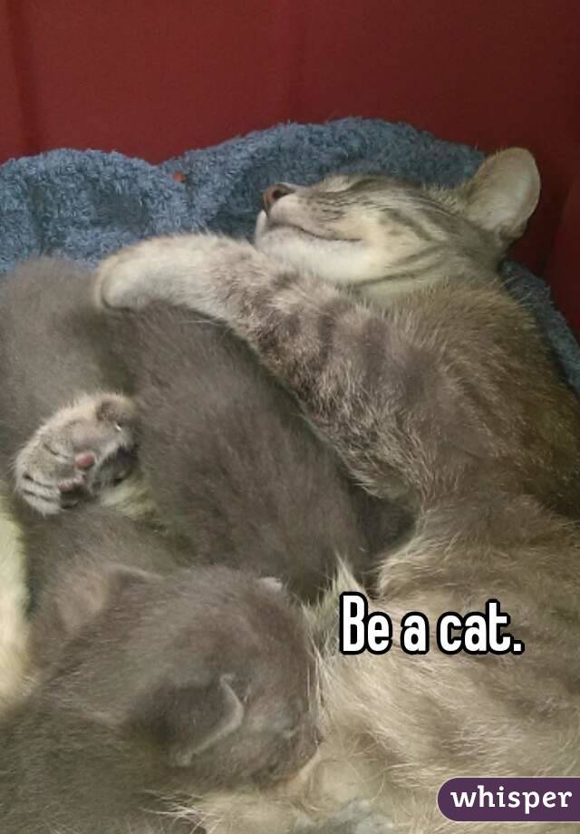 Be a cat.