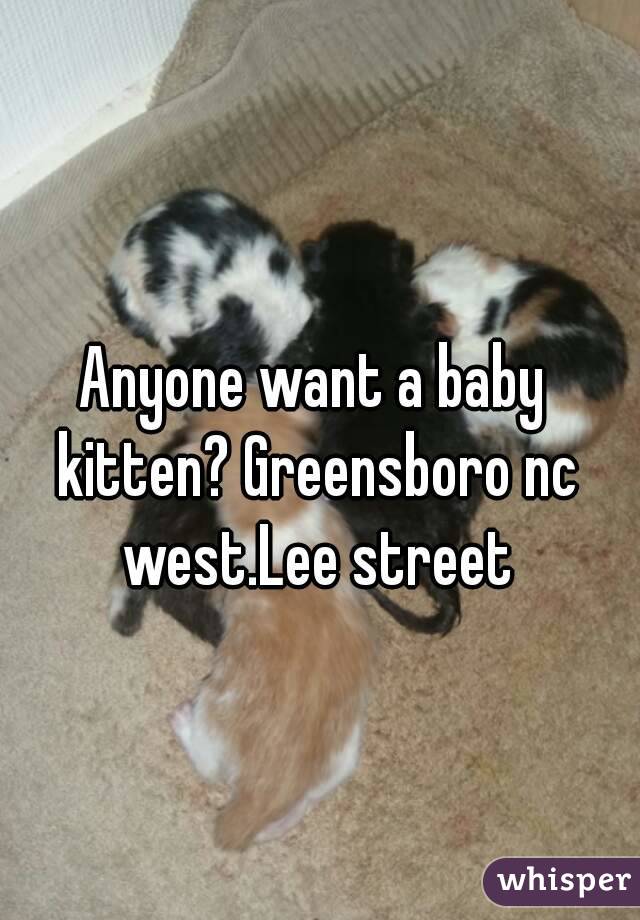 Anyone want a baby kitten? Greensboro nc west.Lee street