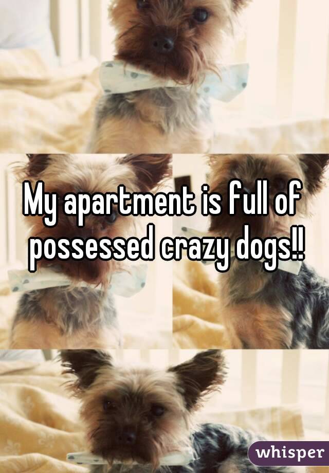 My apartment is full of possessed crazy dogs!!