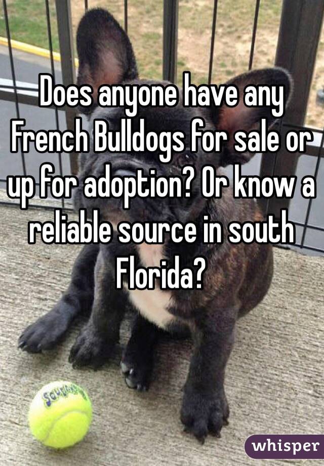 Does anyone have any French Bulldogs for sale or up for adoption? Or know a reliable source in south Florida? 