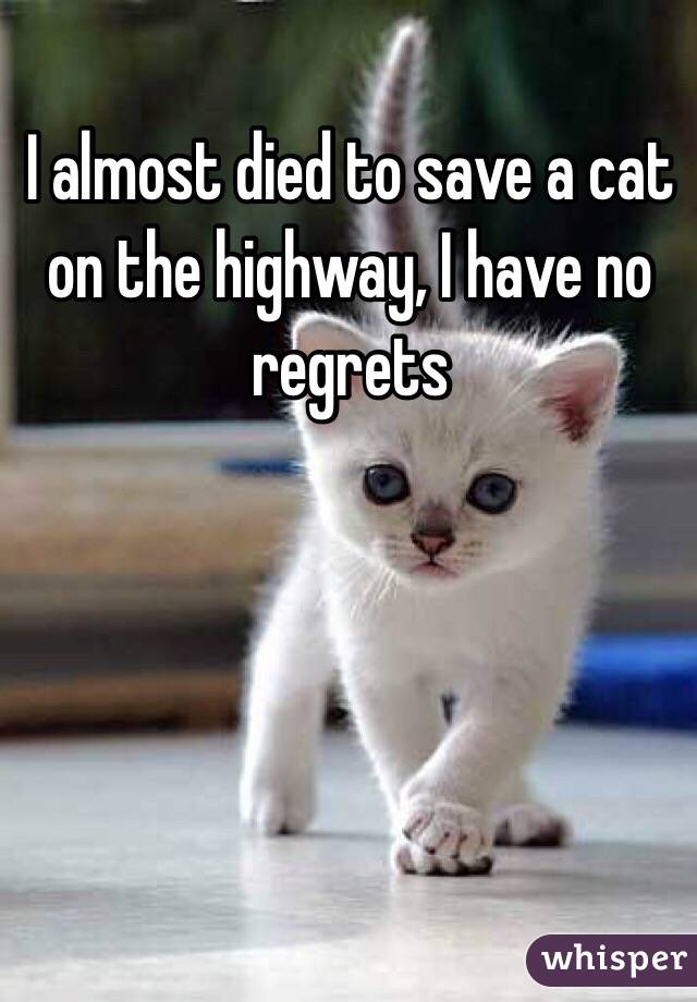 I almost died to save a cat on the highway, I have no regrets