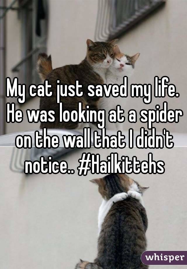 My cat just saved my life. He was looking at a spider on the wall that I didn't notice.. #Hailkittehs