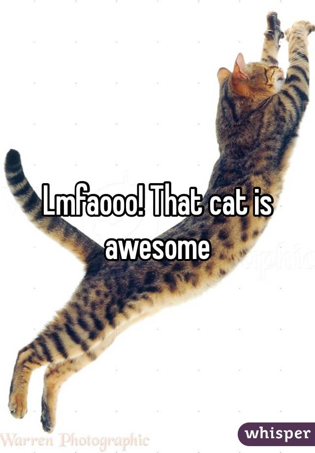 Lmfaooo! That cat is awesome 