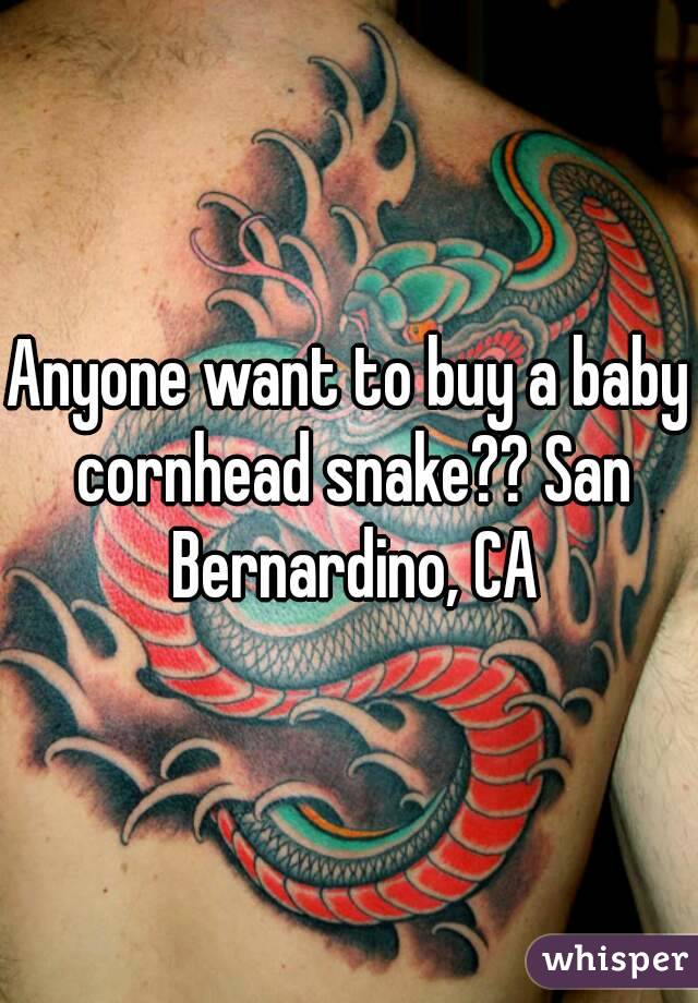 Anyone want to buy a baby cornhead snake?? San Bernardino, CA