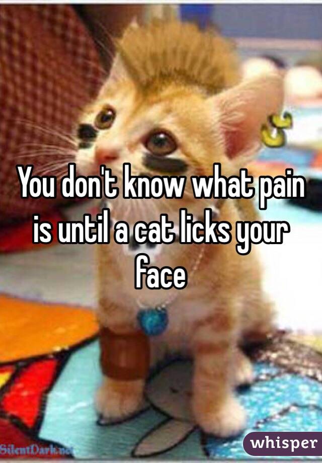You don't know what pain is until a cat licks your face