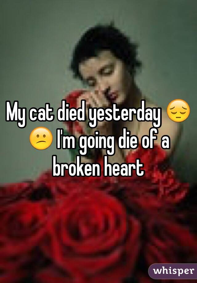 My cat died yesterday 😔😕 I'm going die of a broken heart