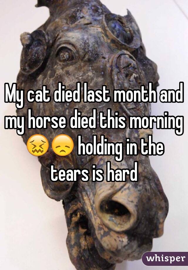 My cat died last month and my horse died this morning 😖😞 holding in the tears is hard