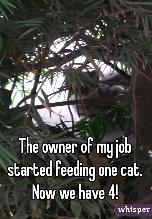 The owner of my job started feeding one cat. 
Now we have 4!
