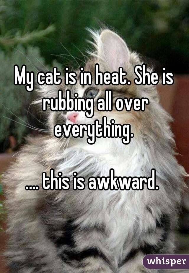 My cat is in heat. She is rubbing all over everything. 

.... this is awkward. 