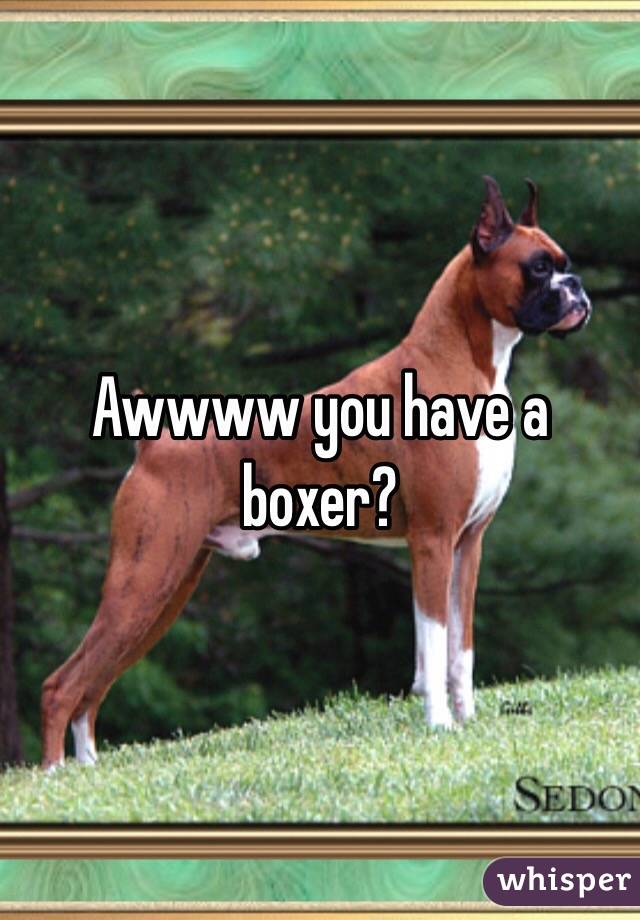 Awwww you have a boxer?
