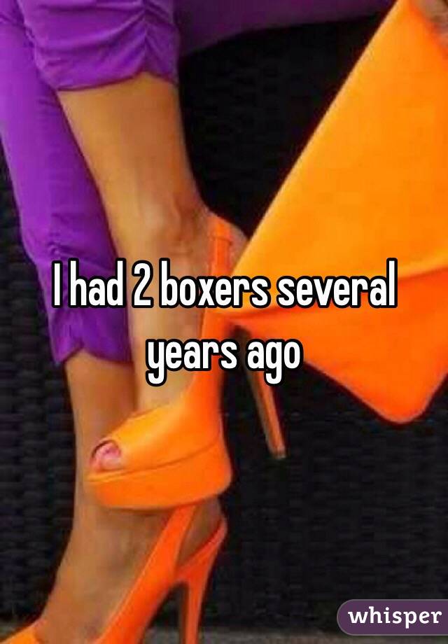 I had 2 boxers several years ago