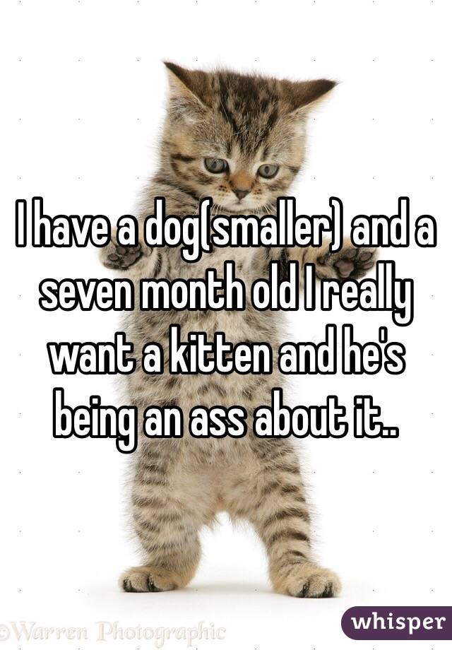 I have a dog(smaller) and a seven month old I really want a kitten and he's being an ass about it.. 