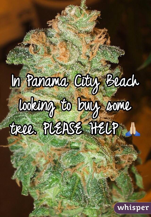In Panama City Beach looking to buy some tree. PLEASE HELP 🙏🏼