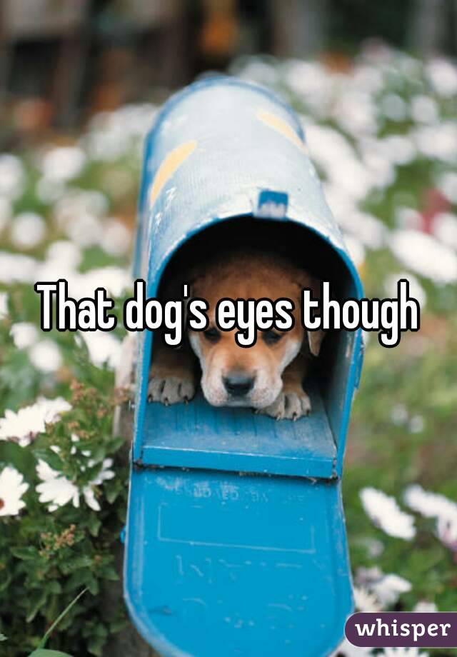 That dog's eyes though