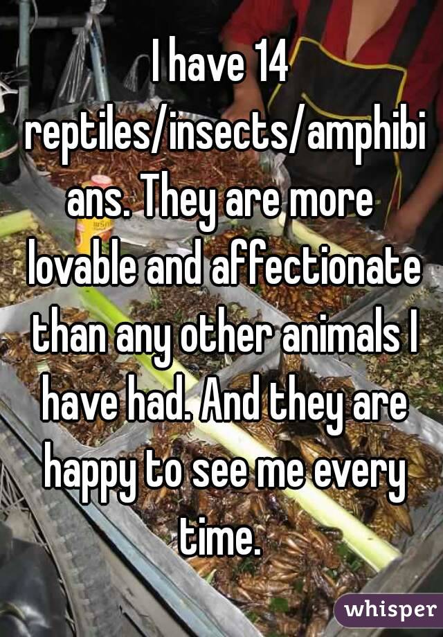 I have 14 reptiles/insects/amphibians. They are more lovable and affectionate than any other animals I have had. And they are happy to see me every time. 