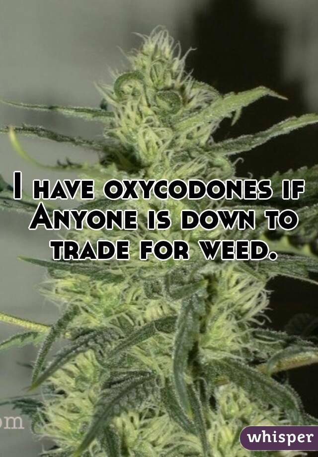 I have oxycodones if Anyone is down to trade for weed.