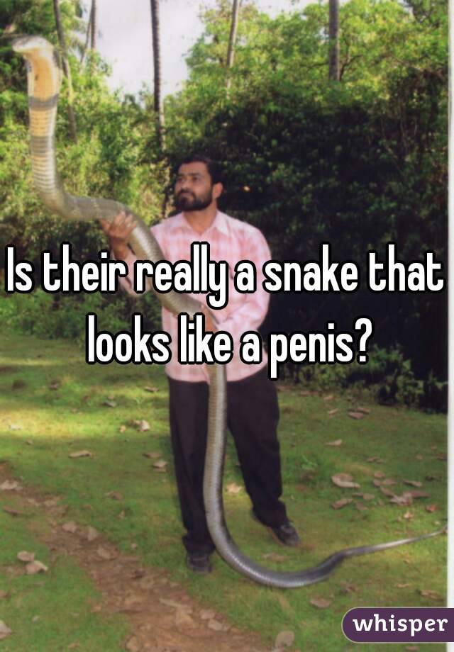 Is their really a snake that looks like a penis?
