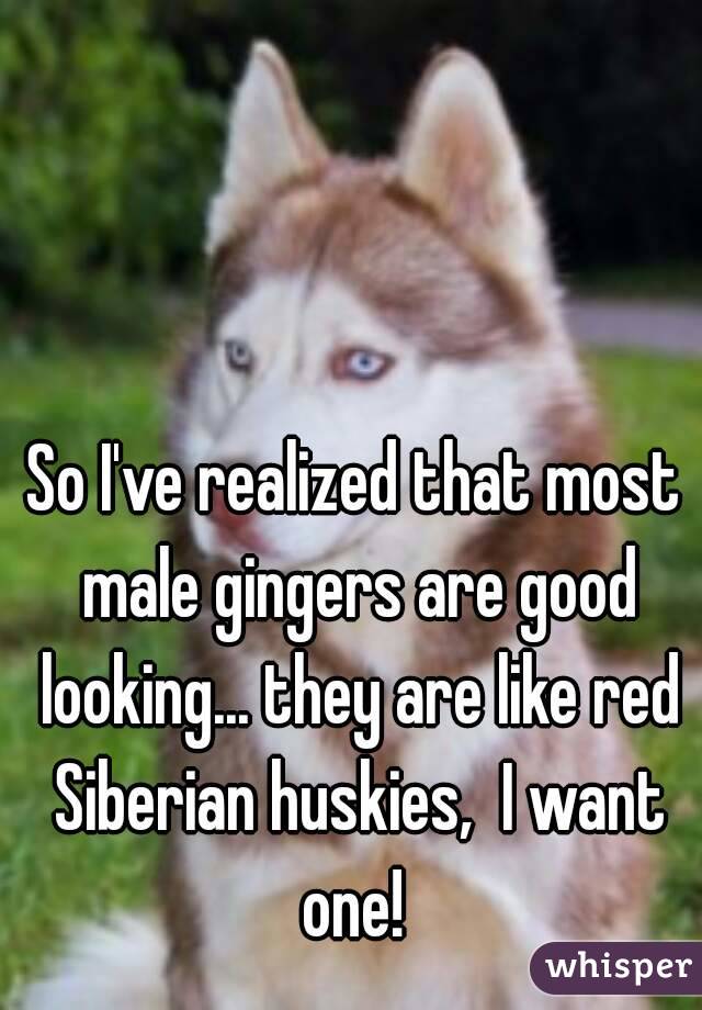 So I've realized that most male gingers are good looking... they are like red Siberian huskies,  I want one! 