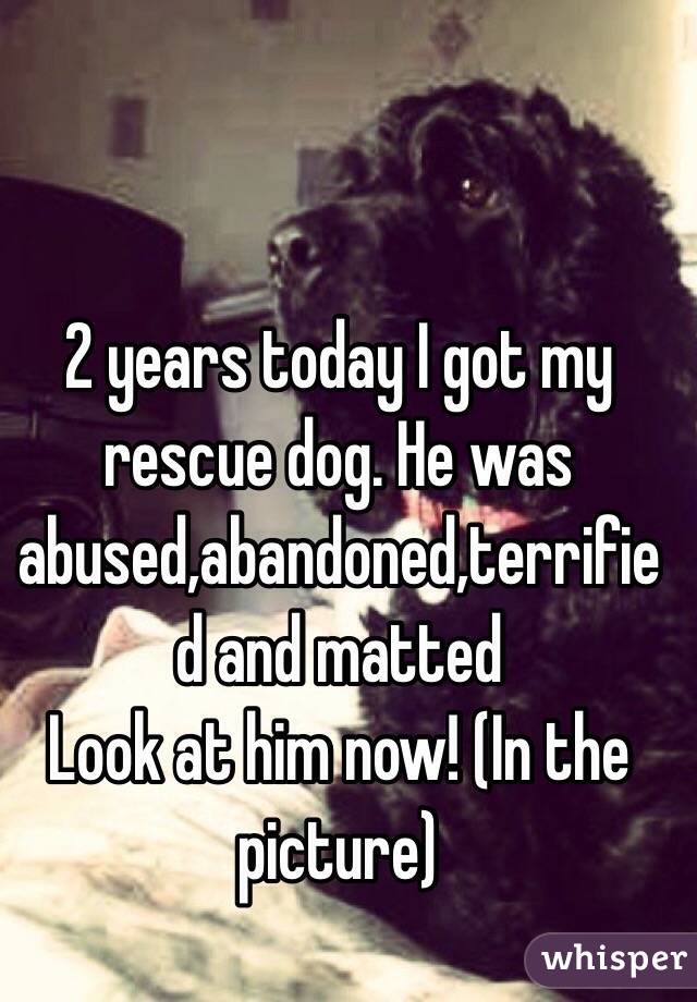 2 years today I got my rescue dog. He was abused,abandoned,terrified and matted 
Look at him now! (In the picture)