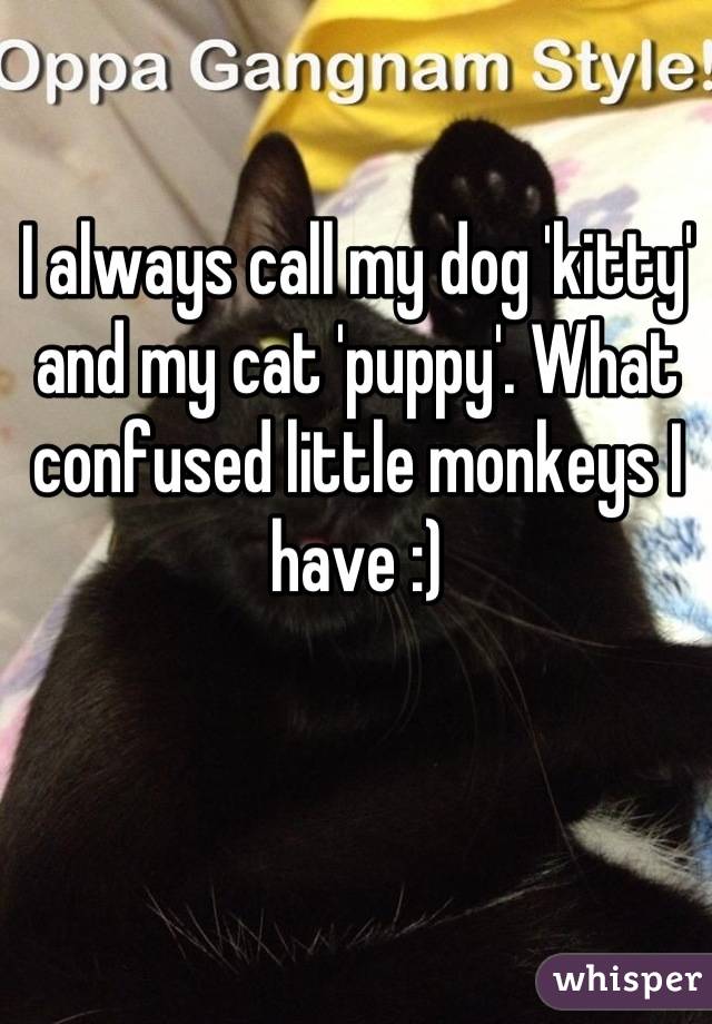 I always call my dog 'kitty' and my cat 'puppy'. What confused little monkeys I have :)