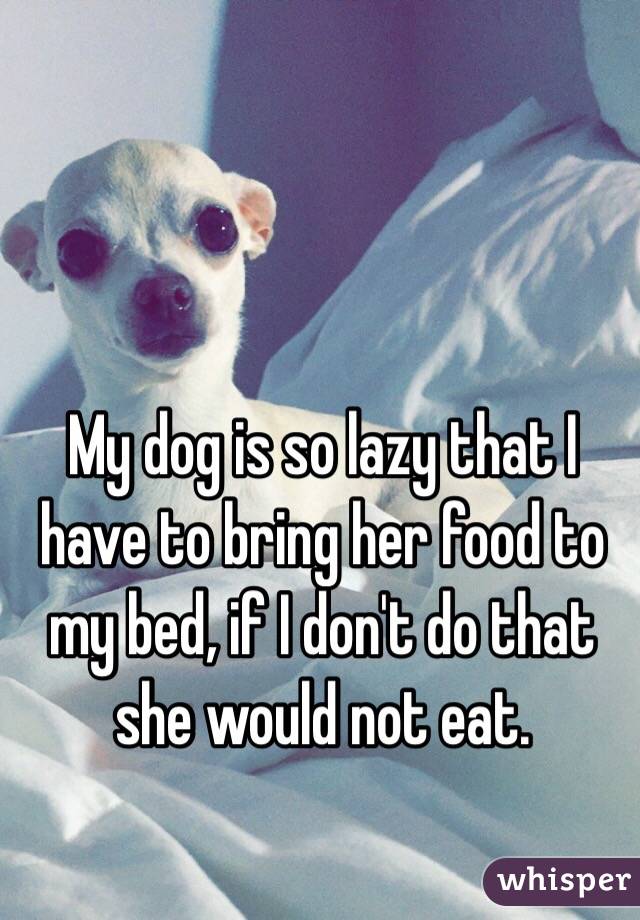 My dog is so lazy that I have to bring her food to my bed, if I don't do that she would not eat. 