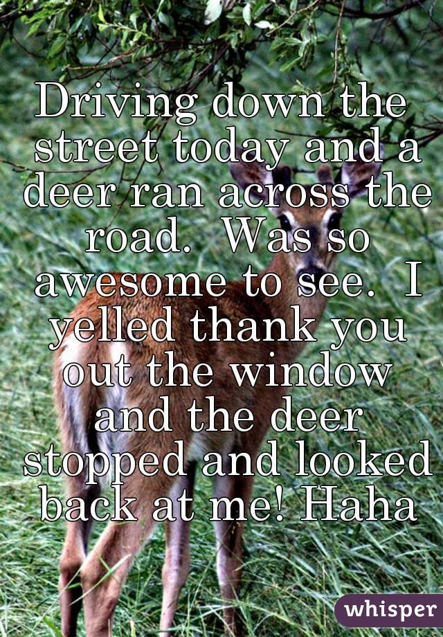 Driving down the street today and a deer ran across the road.  Was so awesome to see.  I yelled thank you out the window and the deer stopped and looked back at me! Haha