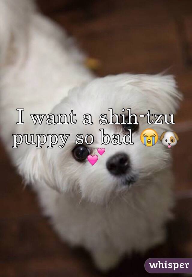 I want a shih-tzu puppy so bad 😭🐶💕
