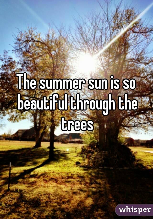The summer sun is so beautiful through the trees