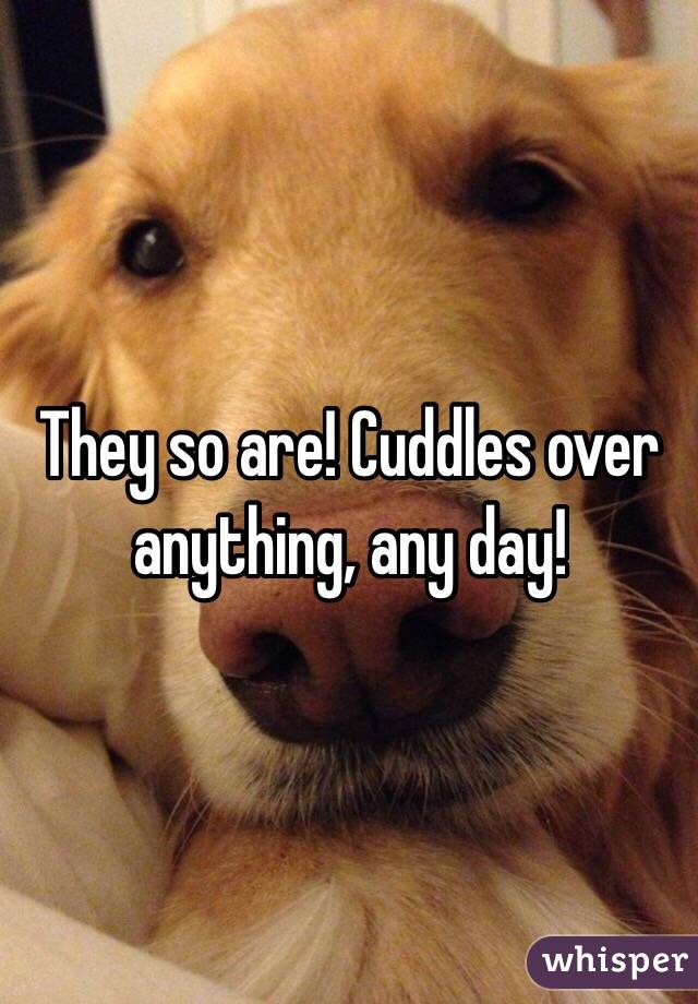 They so are! Cuddles over anything, any day!