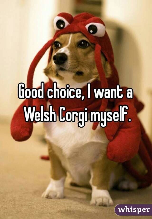 Good choice, I want a Welsh Corgi myself.