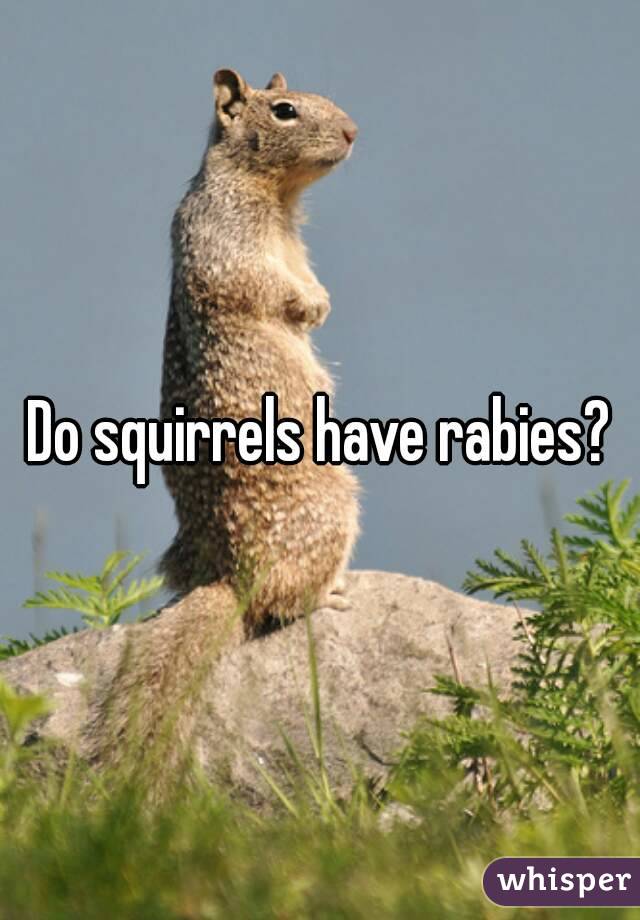 Do squirrels have rabies?