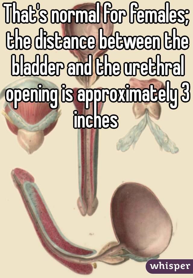 That's normal for females; the distance between the bladder and the urethral opening is approximately 3 inches 