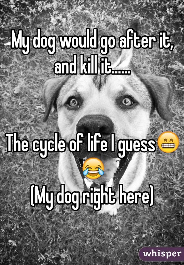 My dog would go after it, and kill it......


The cycle of life I guess😁😂
(My dog right here)