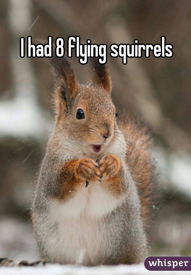 I had 8 flying squirrels