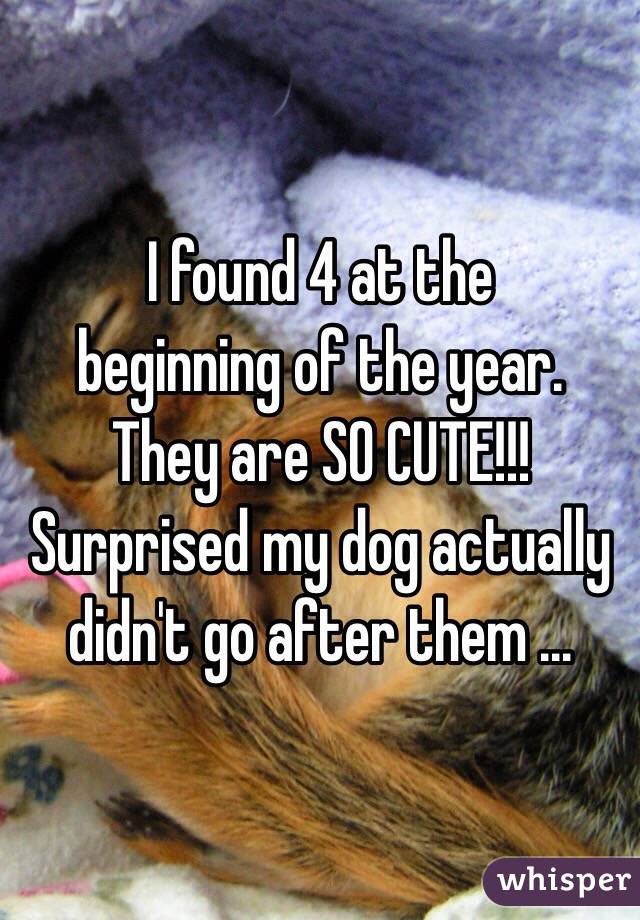 I found 4 at the
 beginning of the year. 
They are SO CUTE!!!  
Surprised my dog actually didn't go after them ...