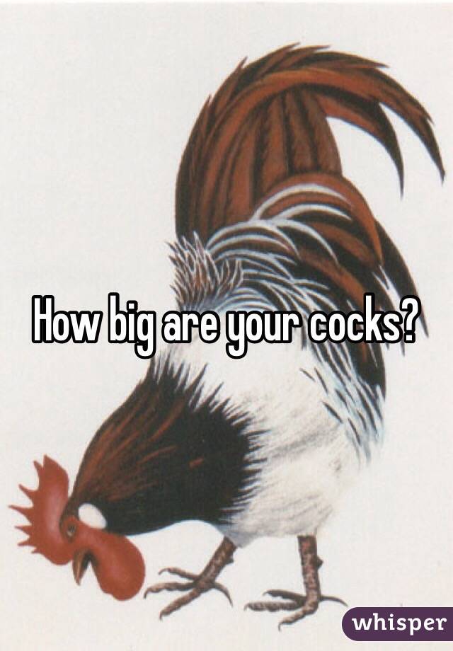 How big are your cocks?