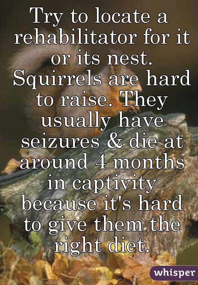 Try to locate a rehabilitator for it or its nest. Squirrels are hard to raise. They usually have seizures & die at around 4 months in captivity because it's hard to give them the right diet.