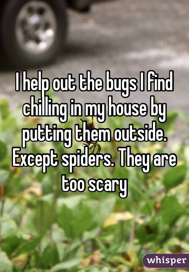 I help out the bugs I find chilling in my house by putting them outside. Except spiders. They are too scary