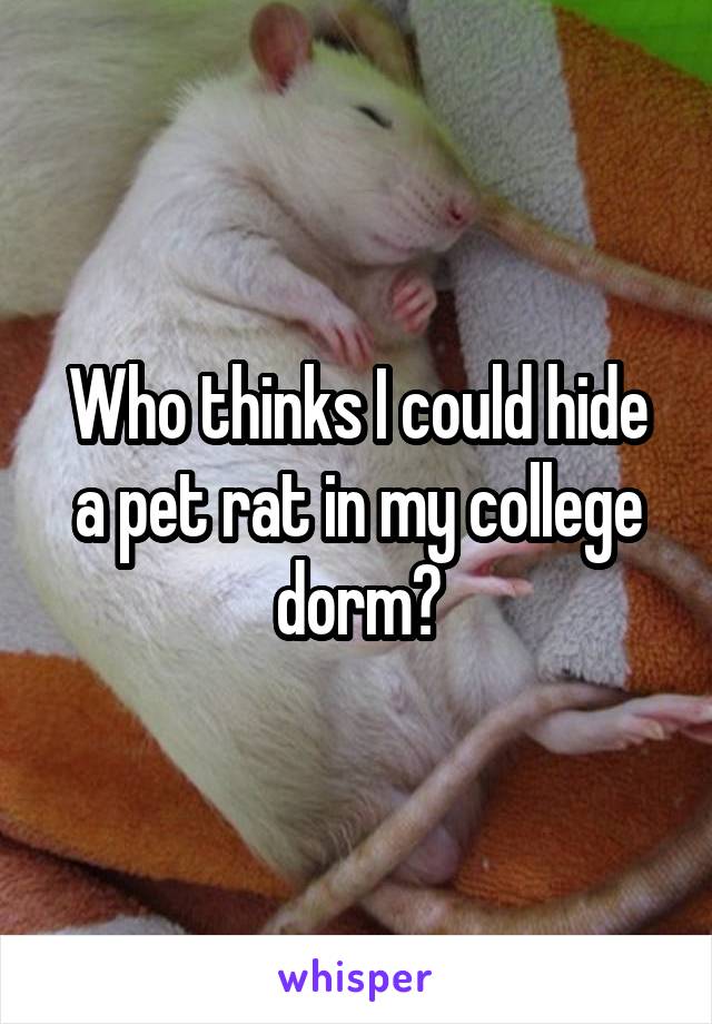 Who thinks I could hide a pet rat in my college dorm?