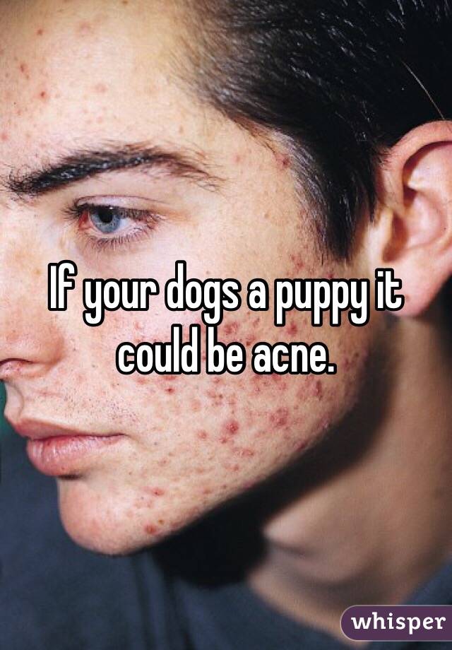 If your dogs a puppy it could be acne. 