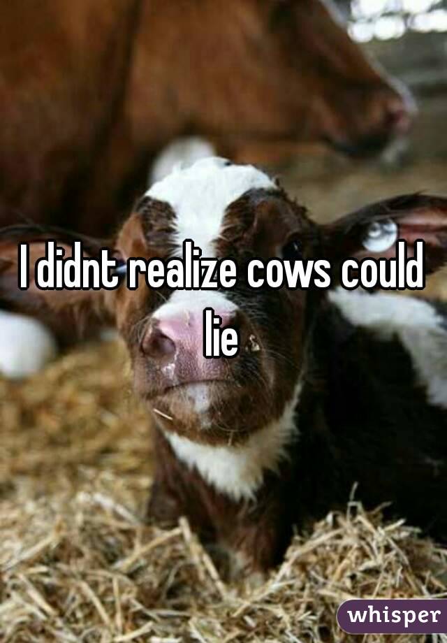 I didnt realize cows could lie 