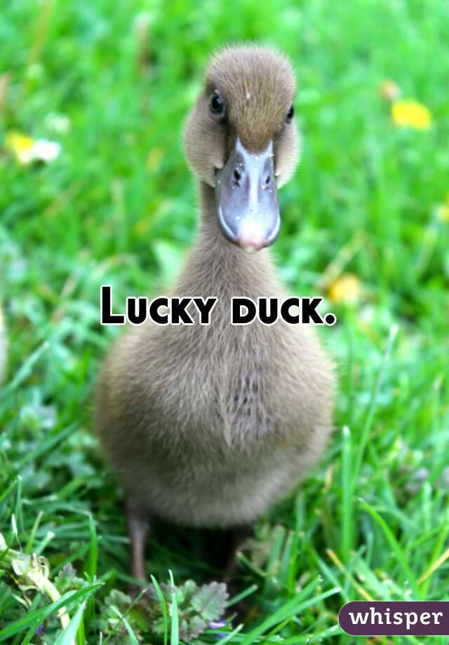 Lucky duck. 