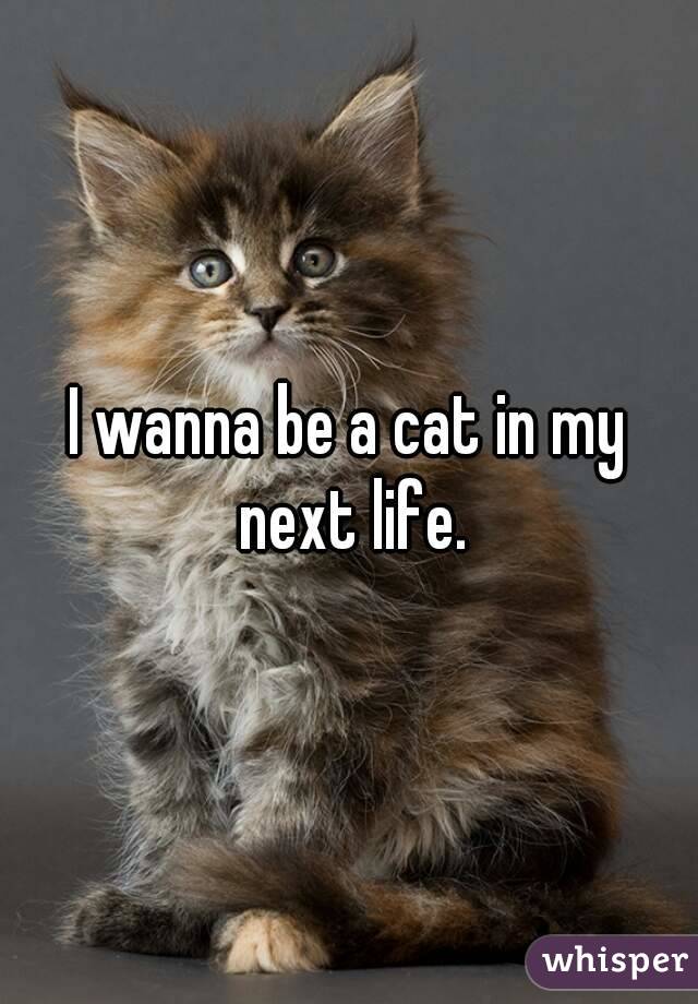 I wanna be a cat in my next life.