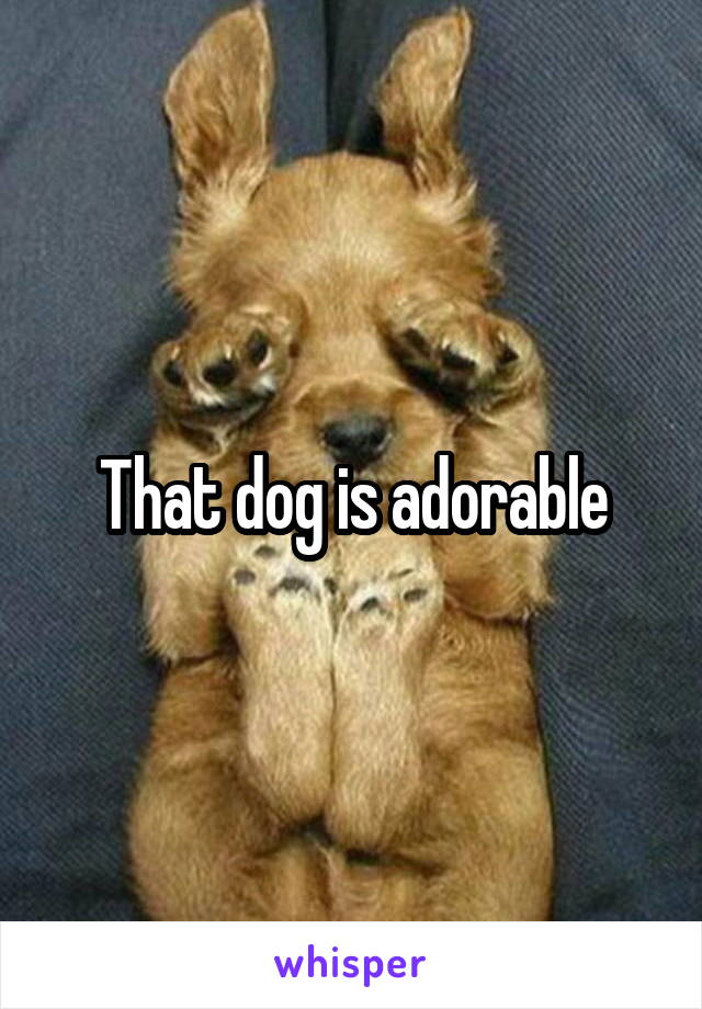 That dog is adorable